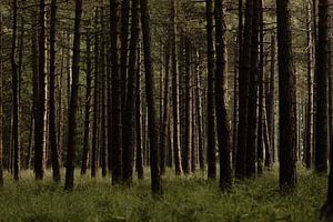 Spruce Grove