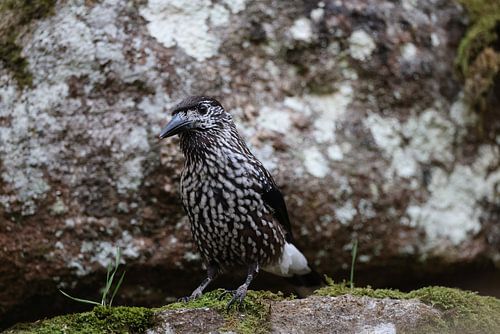 Gevlekte notenkraker, Euraziatische notenkraker (Nucifraga caryocatactes) Zwarte Woud, Duitsland