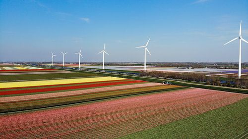 Windmühlen und Zwiebelfelder