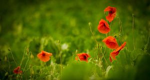 Mohnblumen