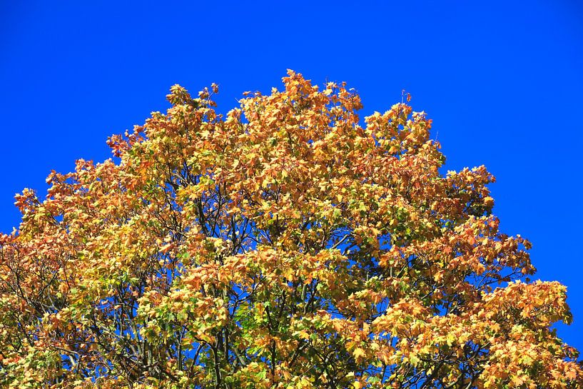 Golden October by Thomas Jäger