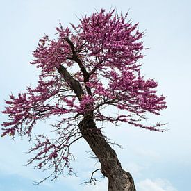 Bel arbre de Judée à fleurs roses sur l'île italienne de Sardaigne sur ChrisWillemsen