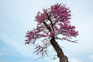 prachtig roze bloeiende judasboom op het Italiaanse eiland sardinie