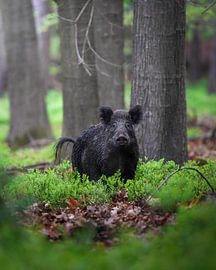 Wildschweine in der Veluwe von Tom Zwerver