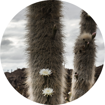 Cactus Bolivia van Arno Maetens
