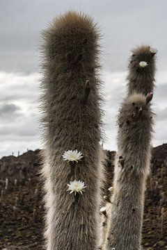 Cactus Bolivia van Arno Maetens