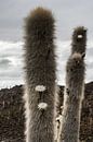 Cactus Bolivia van Arno Maetens thumbnail