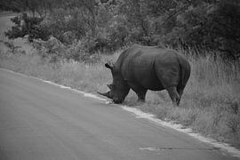 Neushoorn mannetje in het Kruger Park, Zuid Afrika von Rebecca Dingemanse