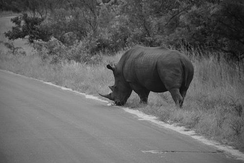 Neushoorn mannetje in het Kruger Park, Zuid Afrika