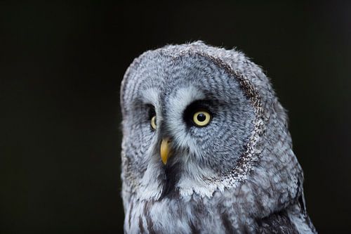 Chouette barbue ( Strix nebulosa ), également connue sous le nom de chouette de Laponie, la plus gra