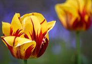 Kleurrijke Tulpen von Romény Evers Miniaturansicht