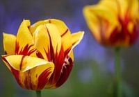Kleurrijke Tulpen