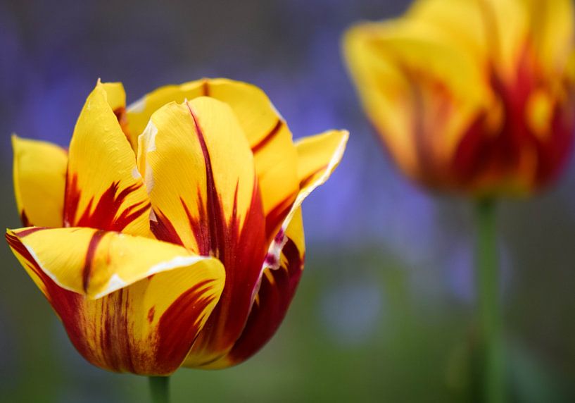 Kleurrijke Tulpen von Romény Evers
