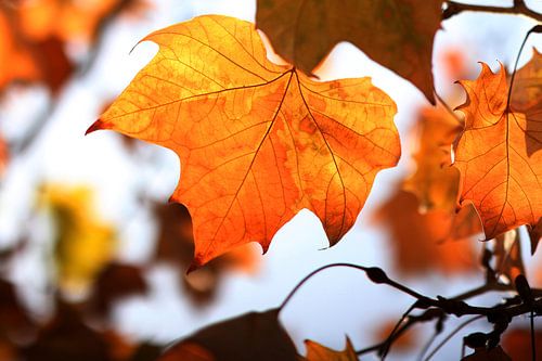The Orange Leaf II