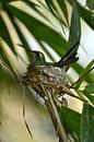 Kolibri van Dick Blommers thumbnail