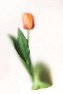 Frosted tulip by Lotje van der Bie Fotografie