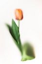 Abstrakte Tulpe von Lotje van der Bie Fotografie Miniaturansicht