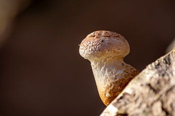 Warum steht ein Pilz im Wald?