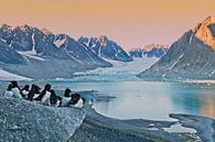 Kleine alken in het Magdalena fjord op Spitsbergen van Dirk-Jan Steehouwer thumbnail