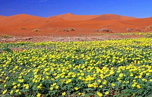 Flowers in the Namib - Namibia van W. Woyke