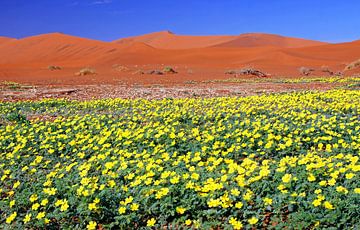 Flowers in the Namib - Namibia van W. Woyke