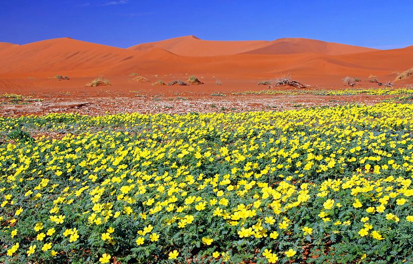 Blumen in der Namib - Namibia von W. Woyke