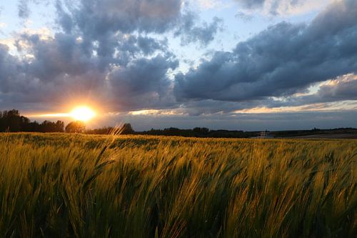 Lente zonsondergang in het tarweveld - 1