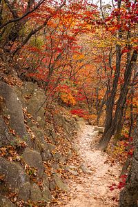 Route entre arbres et rochers sur Mickéle Godderis