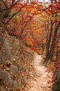 Road between trees and rocks by Mickéle Godderis thumbnail