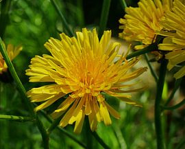Großer gestreifter Samen von Wim vd Neut