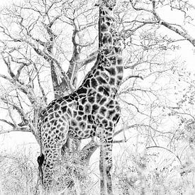 Klassieke giraffe in zwart wit
