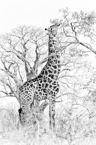 Giraffe in black and white