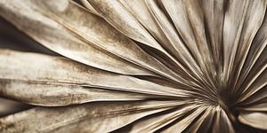 Dry palm Leaf No 2