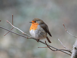 Rouge-gorge sur Chantal Morsink