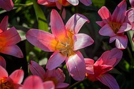 Blumenhintergrund von Egon Zitter