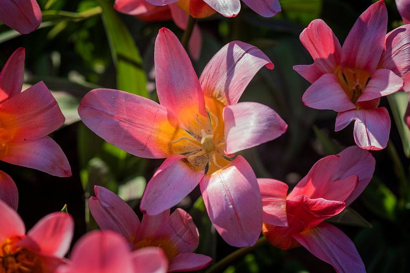 Blumenhintergrund von Egon Zitter