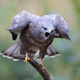 Krächzender Mäusebussard auf Ast von Dirk Claes