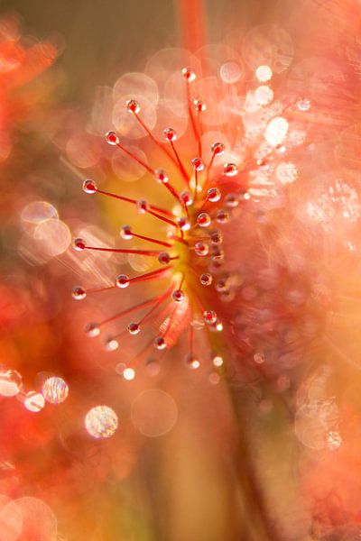 Sundew 5 by Francois Debets