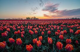 fields of thousands of tulips by Marcel Derweduwen