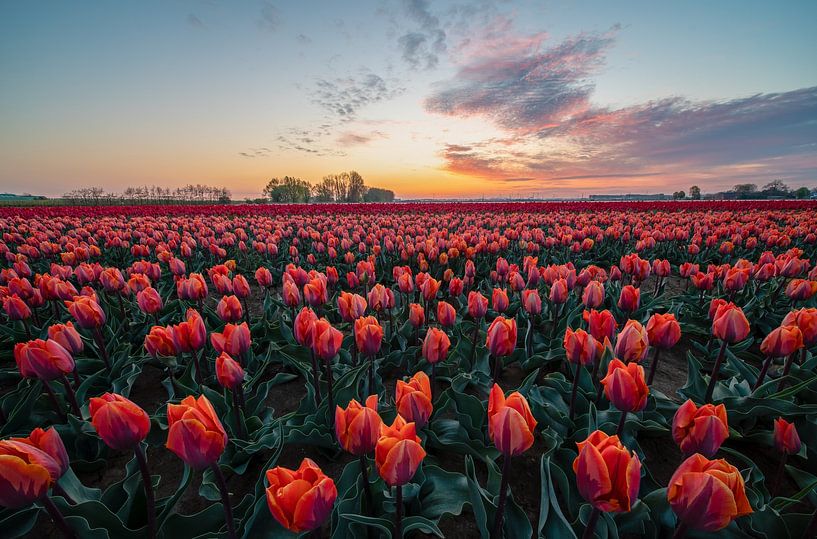 Felder mit Tausenden von Tulpen von Marcel Derweduwen