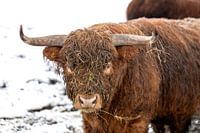 Sein großes Horn trägt der Bulle mit Stolz