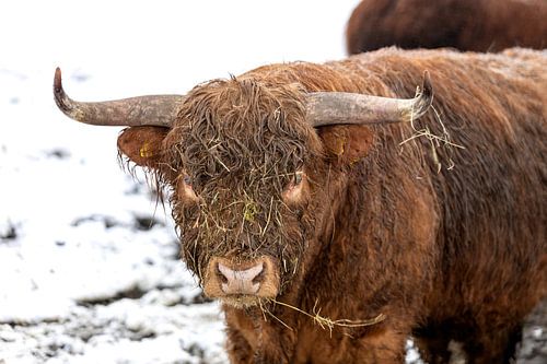 The bull wears his big horn with pride