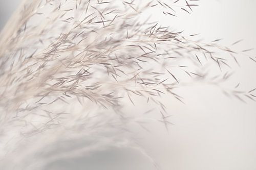 Serene Nature-Inspired Composition