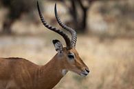 Gazelle graast in Tarangire, Tanzania van Ruben Bleichrodt thumbnail