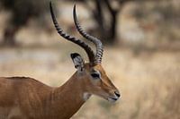 Gazelle graast in Tarangire, Tanzania