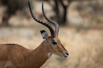 Gazelle graast in Tarangire, Tanzania van Ruben Bleichrodt