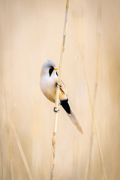 Baardman in het riet van Wouter Kuin