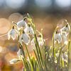 Schneeglöckchen mit Bokeh-Lampen. von Janny Beimers