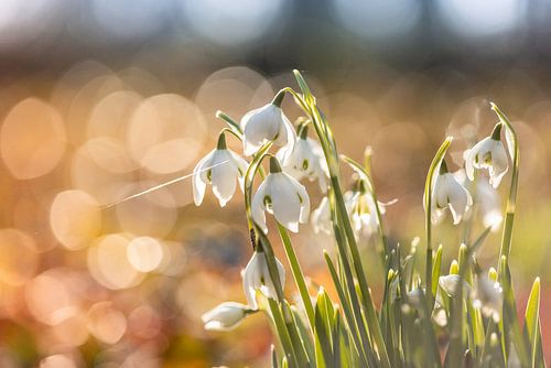 Sneeuwklokjes met bokehbollen.