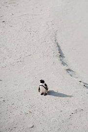Penguin in Cape Town by Inge Bouw